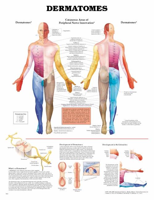 Dermatomes Charts Anatomy Poster Dysautonomia