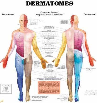 Back Dermatomes
